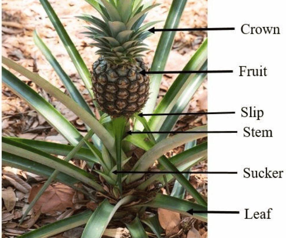 Pineapple plant parts.png